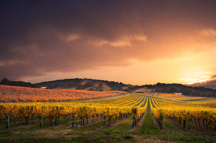 Vineyard Landscape Sunset