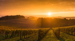 Skinner Vineyards