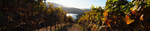 Alban Vineyards